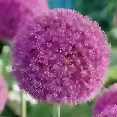 Giganteum